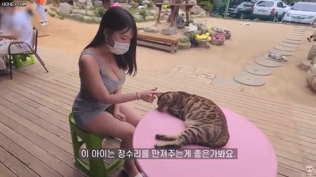 고양이카페 원피스녀3.gif