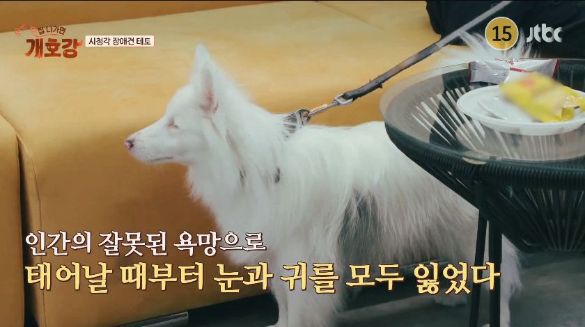 [아이브] 장애견과 대화하는 법을 배운 레이 - 개호강1.jpg