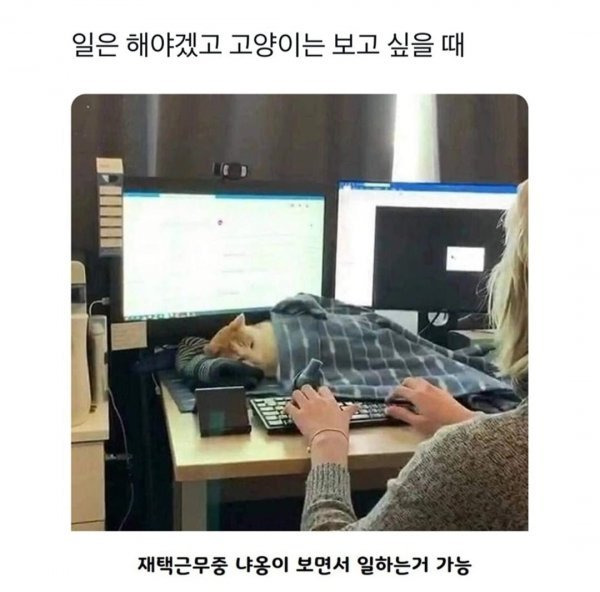 엄청나게 고냥이 사랑하는사람1.jpg