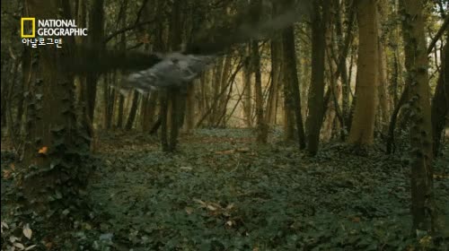 18.gif