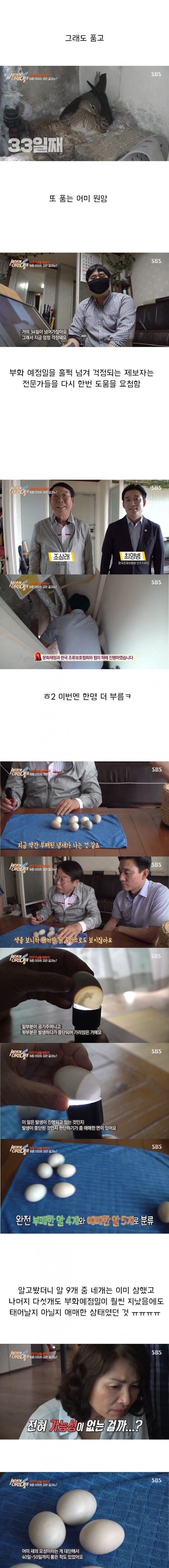 세상에 이런일이 반전 레전드 6.jpeg