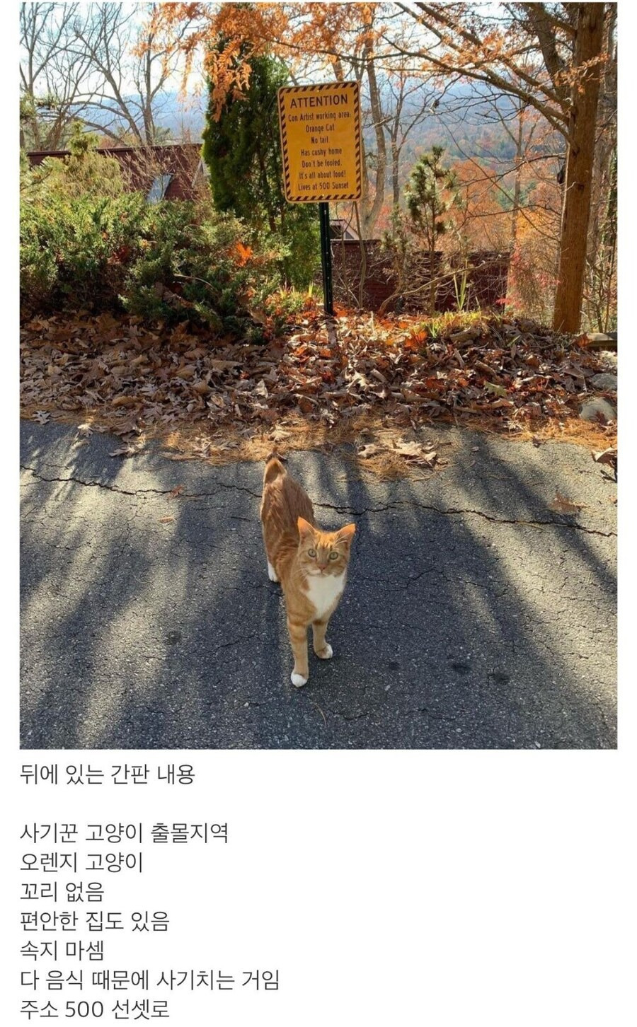 한두 번 사기 친 게 아닌 듯한 고양이1.jpg