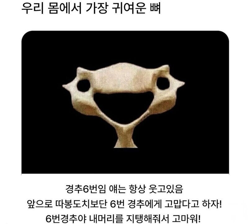 우리몸에서 가장 귀엽다고 하는 뼈1.jpg