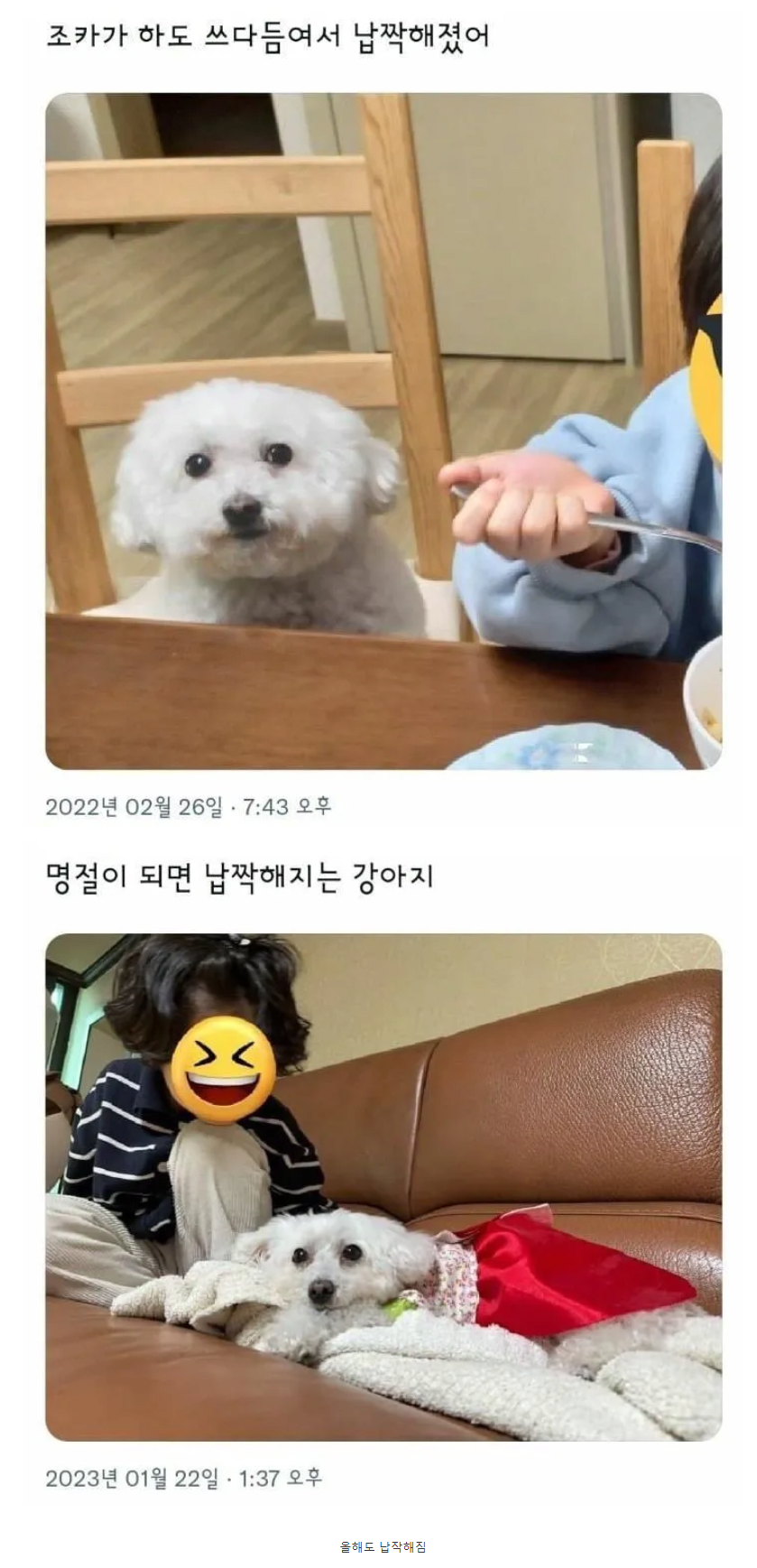 조카가 하도 쓰다듬어서 납작해진 강아지 근황.png