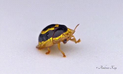 황금벌레.GIF