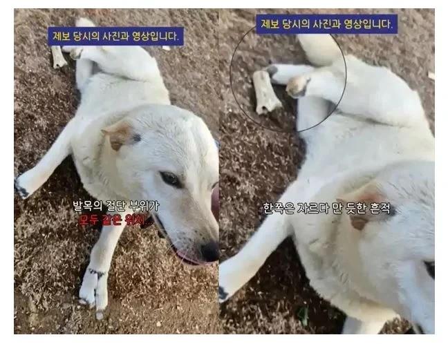 혐)“네 발목 모두 잘린 백구 발견… 극단적 학대 추정”1.webp.jpg
