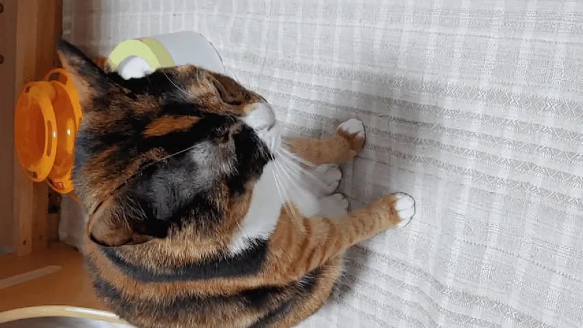 20191113_140654(2).gif
