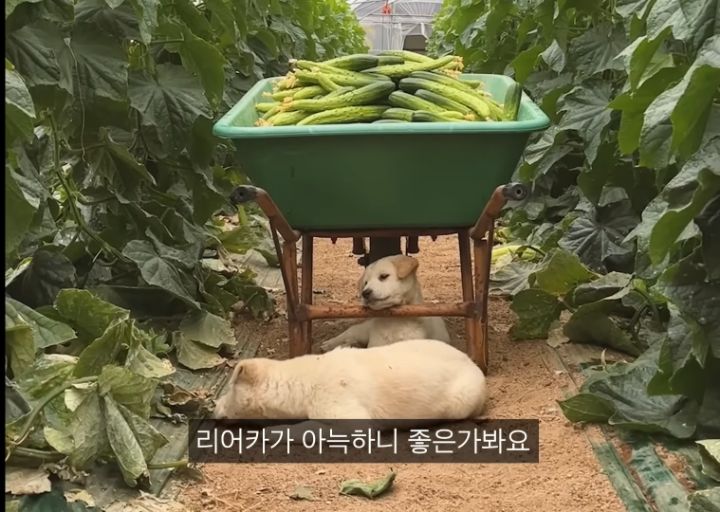 시골강아지가살찌는이유3.jpg