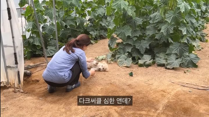 시골강아지가살찌는이유7.jpg