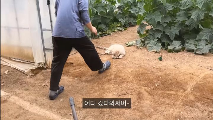 시골강아지가살찌는이유4.jpg