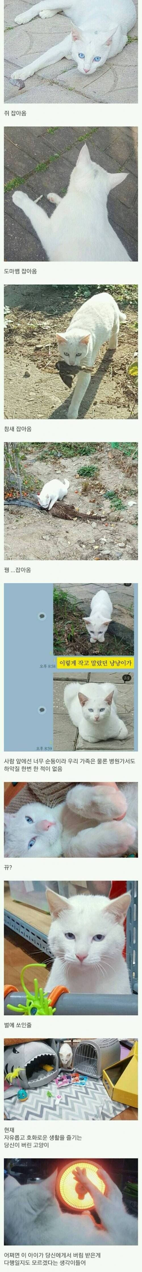 길고양이 주워 키운 후기.jpg