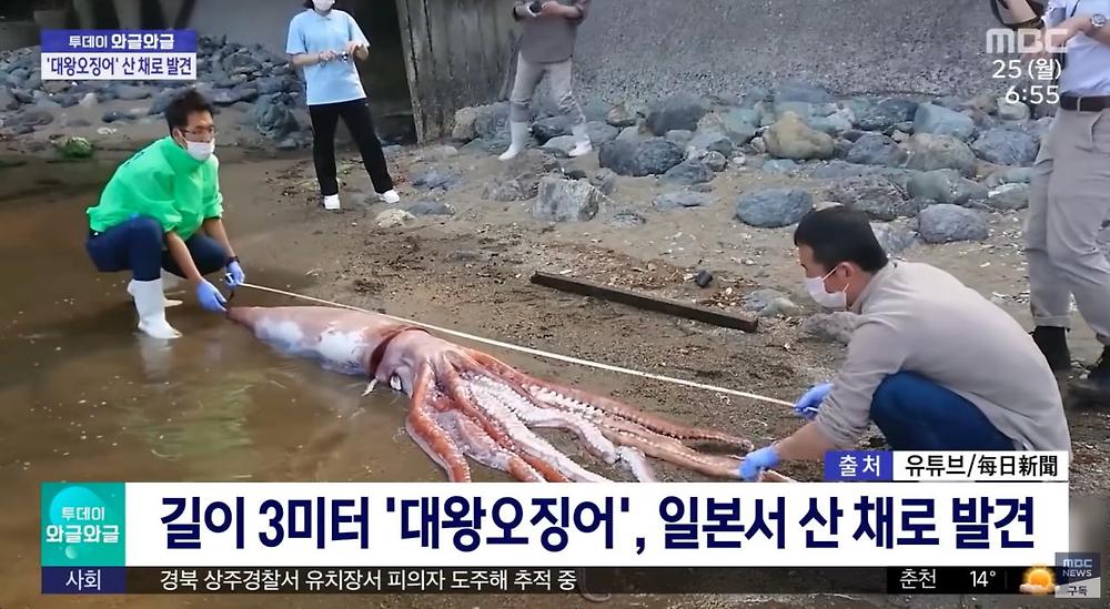 길이 3미터 ',대왕오징어',, 해변가에서 산 채로 발견2.jpg