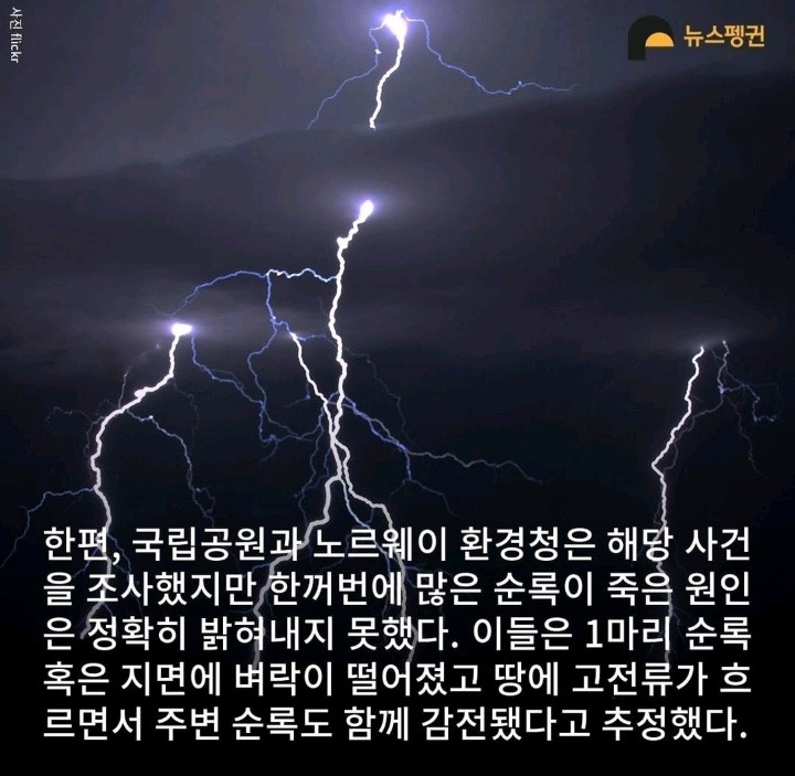 벼락 맞아 죽은 순록 323마리 4년간 방치한 결과9.jpg