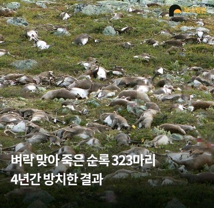 벼락 맞아 죽은 순록 323마리 4년간 방치한 결과2.jpg