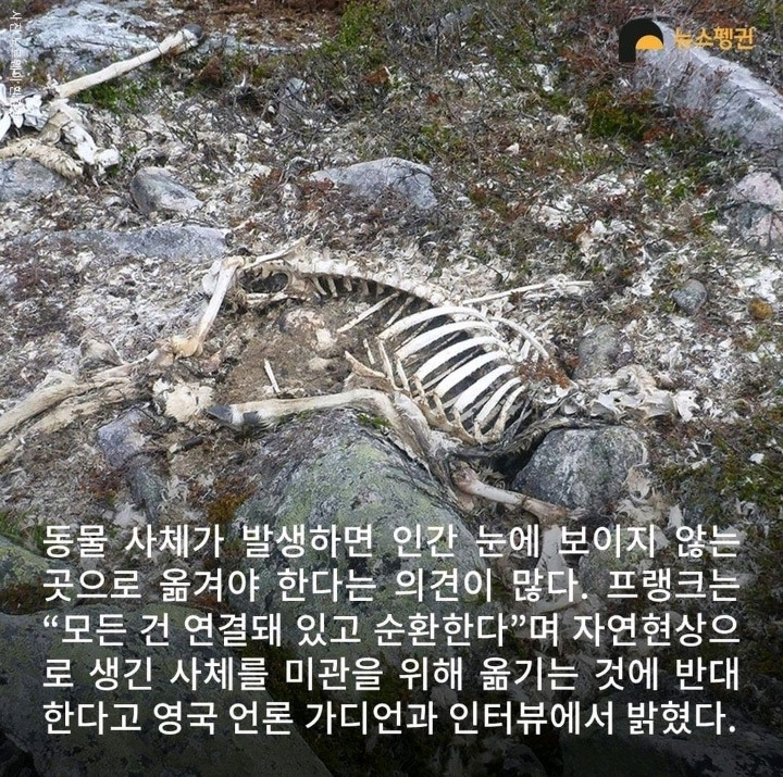 벼락 맞아 죽은 순록 323마리 4년간 방치한 결과10.jpg