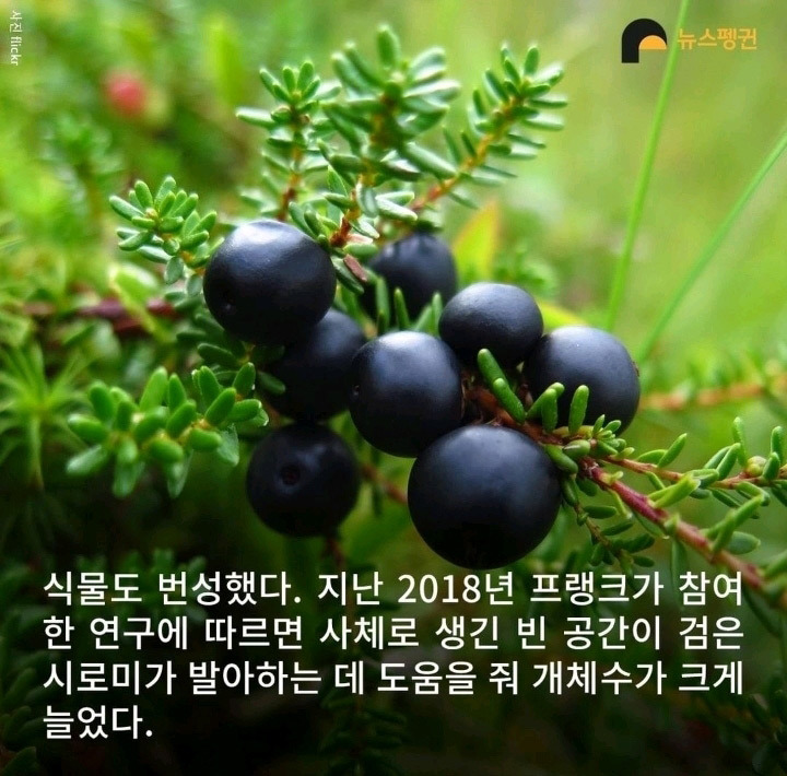 벼락 맞아 죽은 순록 323마리 4년간 방치한 결과8.jpg