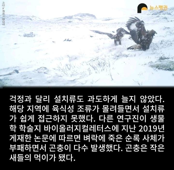 벼락 맞아 죽은 순록 323마리 4년간 방치한 결과7.jpg