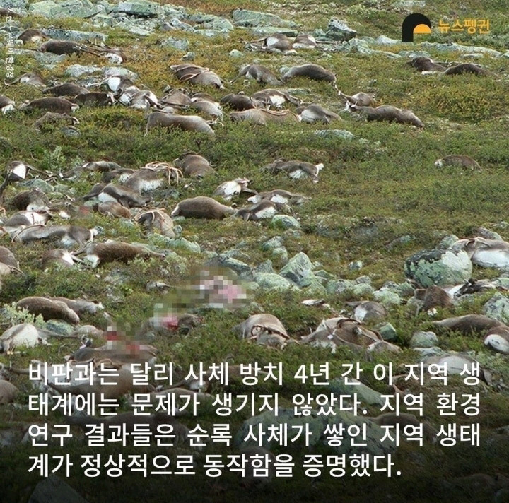 벼락 맞아 죽은 순록 323마리 4년간 방치한 결과4.jpg