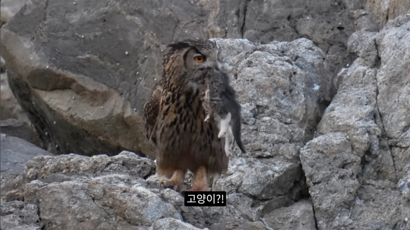 길고양이들을 잡아먹기 시작한 수리부엉이들(고양이 시체 주의)2.jpg
