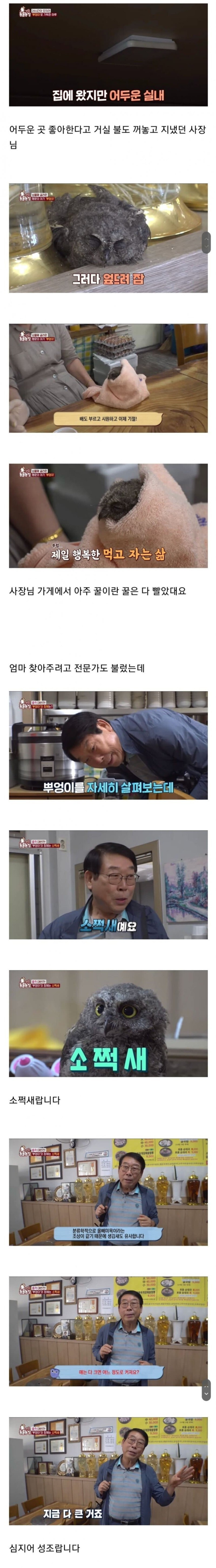 아기 부엉이 키우는 사장님2.jpg