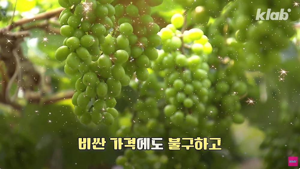 요즘 샤인머스캣 맛이 변한 진짜 이유1.jpg