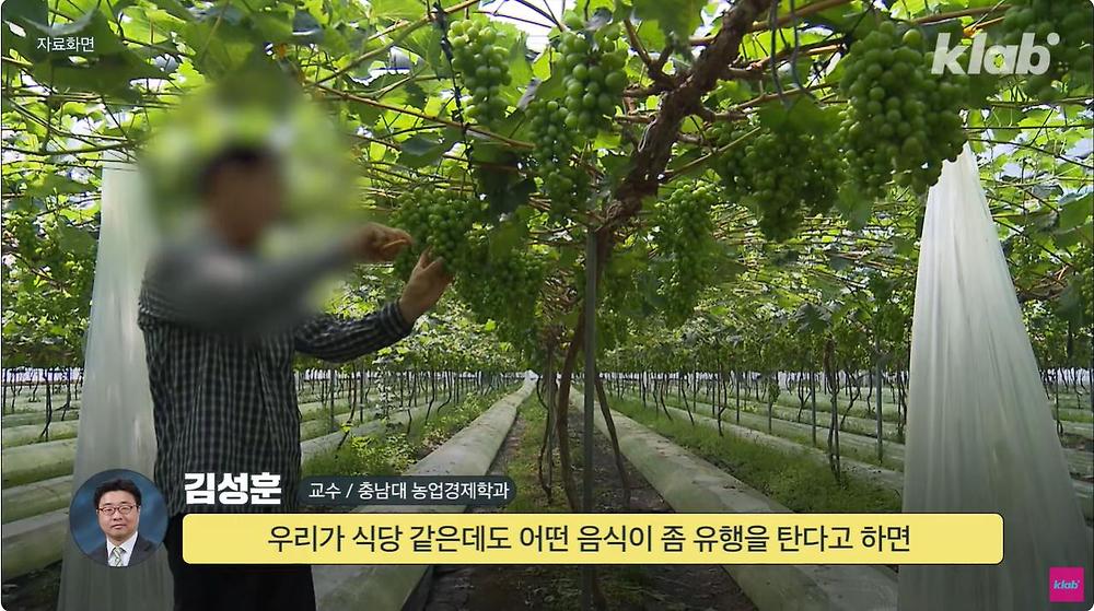 요즘 샤인머스캣 맛이 변한 진짜 이유10.jpg