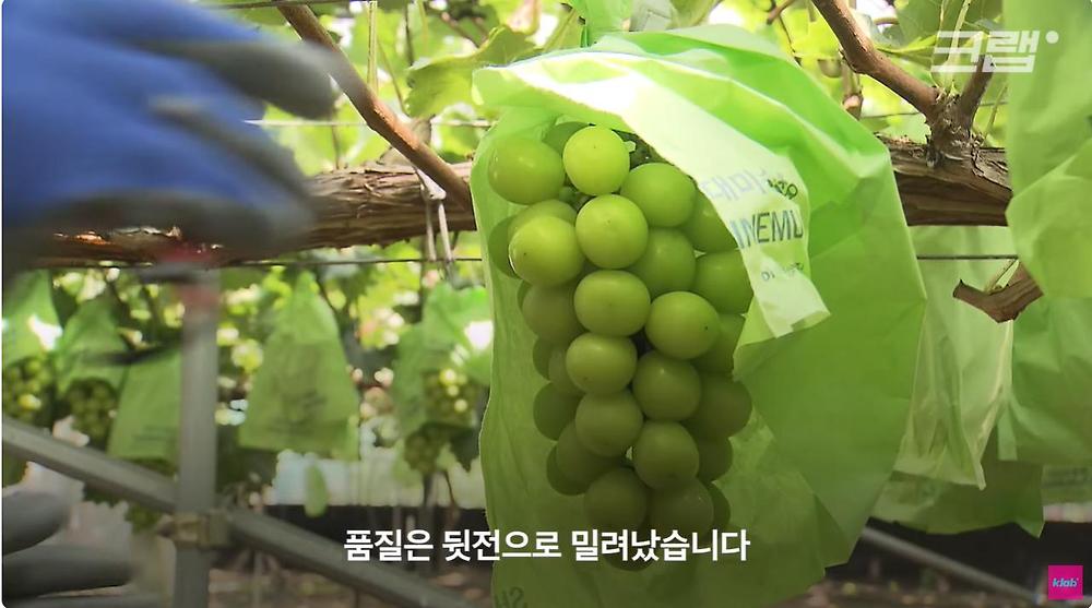 요즘 샤인머스캣 맛이 변한 진짜 이유19.jpg