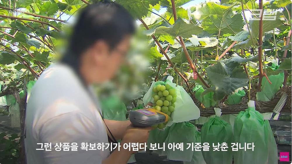 요즘 샤인머스캣 맛이 변한 진짜 이유22.jpg