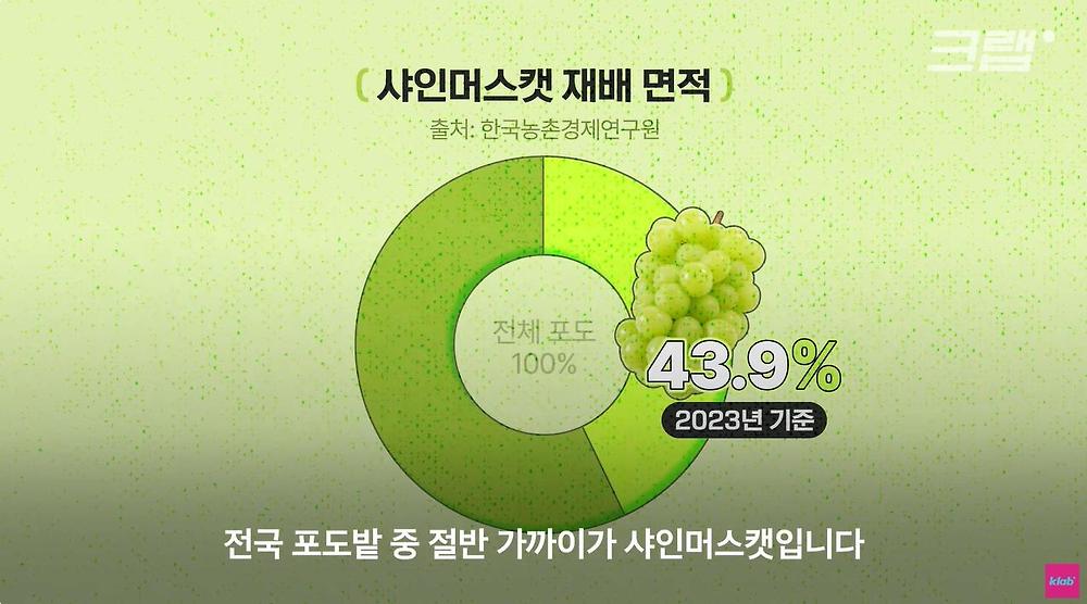 요즘 샤인머스캣 맛이 변한 진짜 이유17.jpg