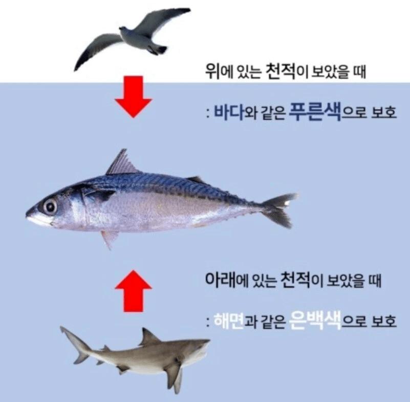등푸른 생선의 등이 푸른 이유1.webp.jpg