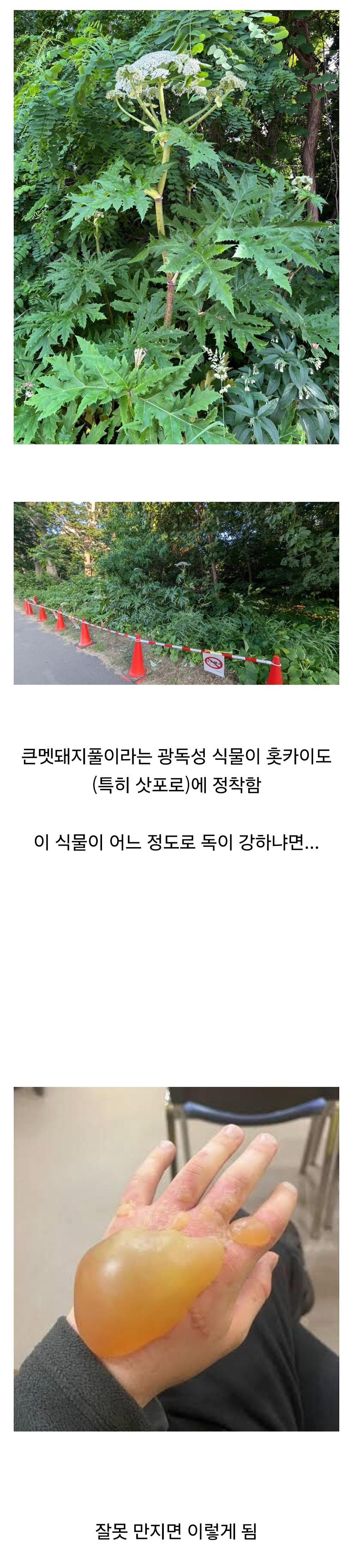 혐) 일본 홋카이도 식물 잘못 만지면.1.jpg