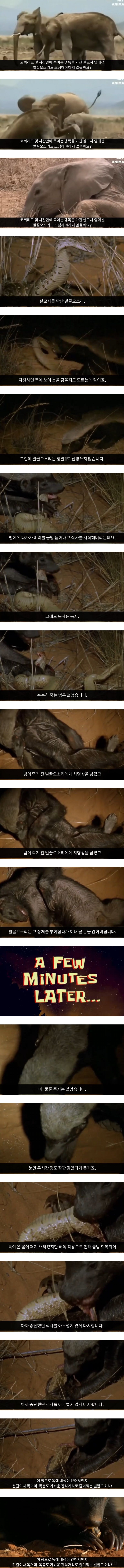 살모사잘못건드렸다가눈감은벌꿀오소리1.jpg