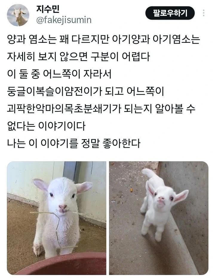 아기양과 아기염소는 자세히 보지 않으면 구분이 어렵다1.webp.jpg