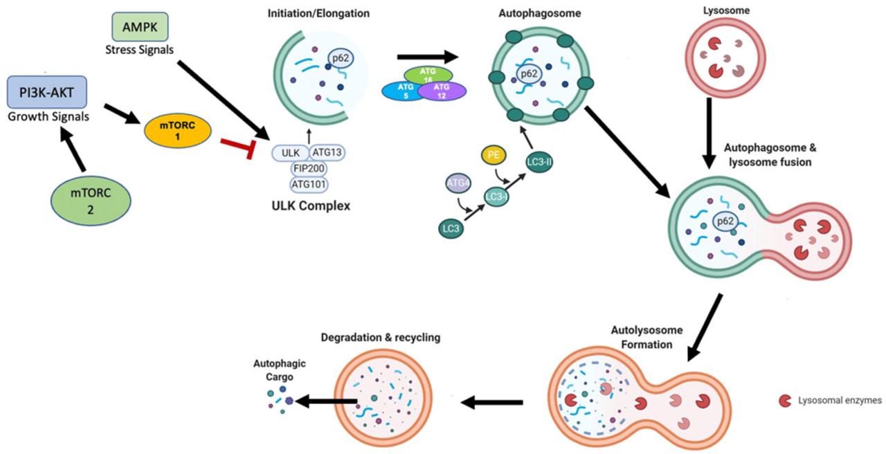 8-Autophagy-1.png.jpg