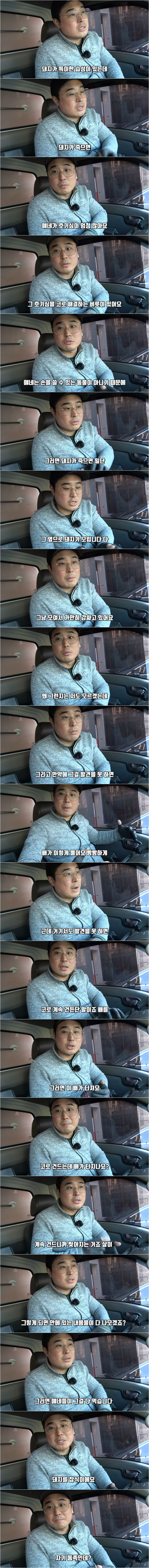 돼지 농장에서 종종 뼈다귀가 발견되는 이유 ㄷㄷ1.jpg