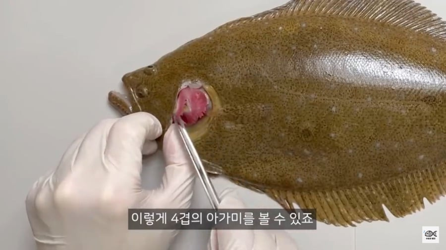 광어가 존재하는 이유1.jpg