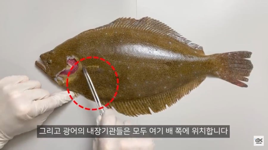 광어가 존재하는 이유3.jpg