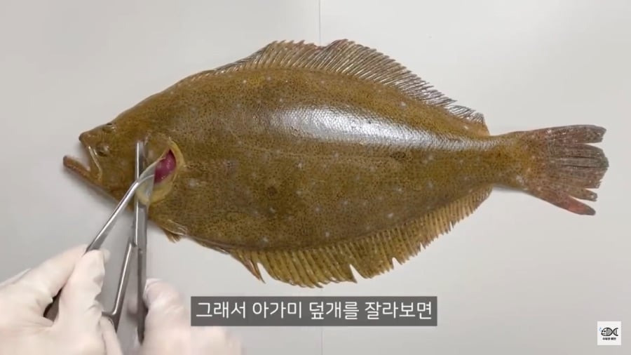 광어가 존재하는 이유2.jpg