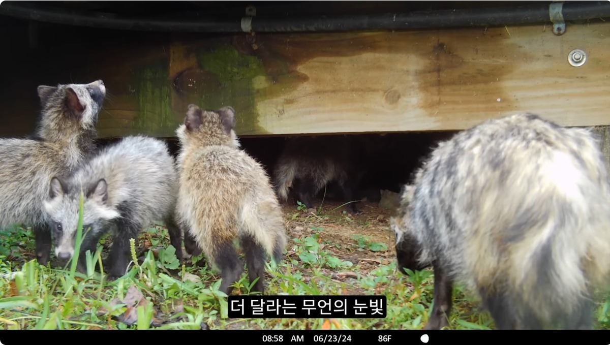 요즘 도심에 너구리가 늘어나는 이유_13.jpg