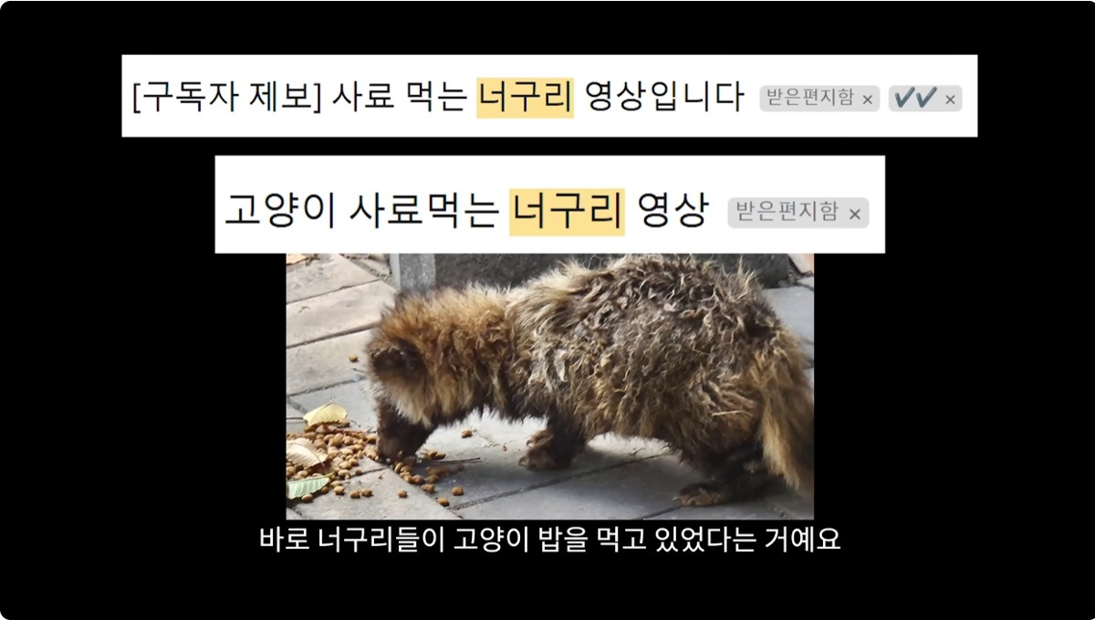 요즘 도심에 너구리가 늘어나는 이유_5.jpg