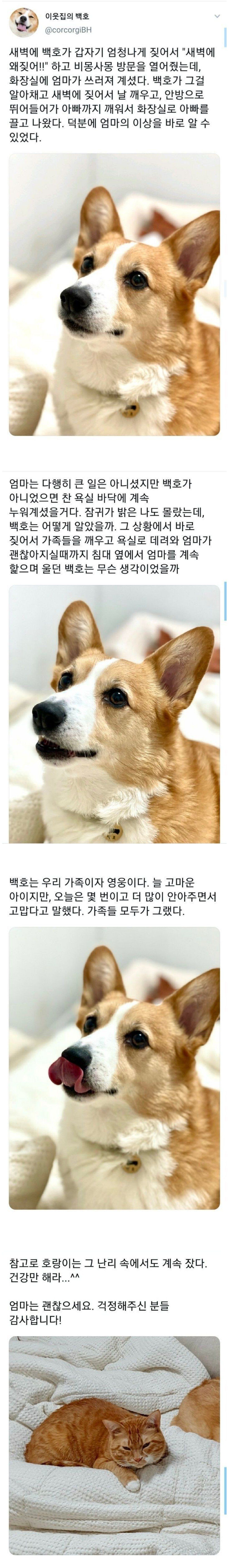 강아지의 예민한 감각 수준.JPG