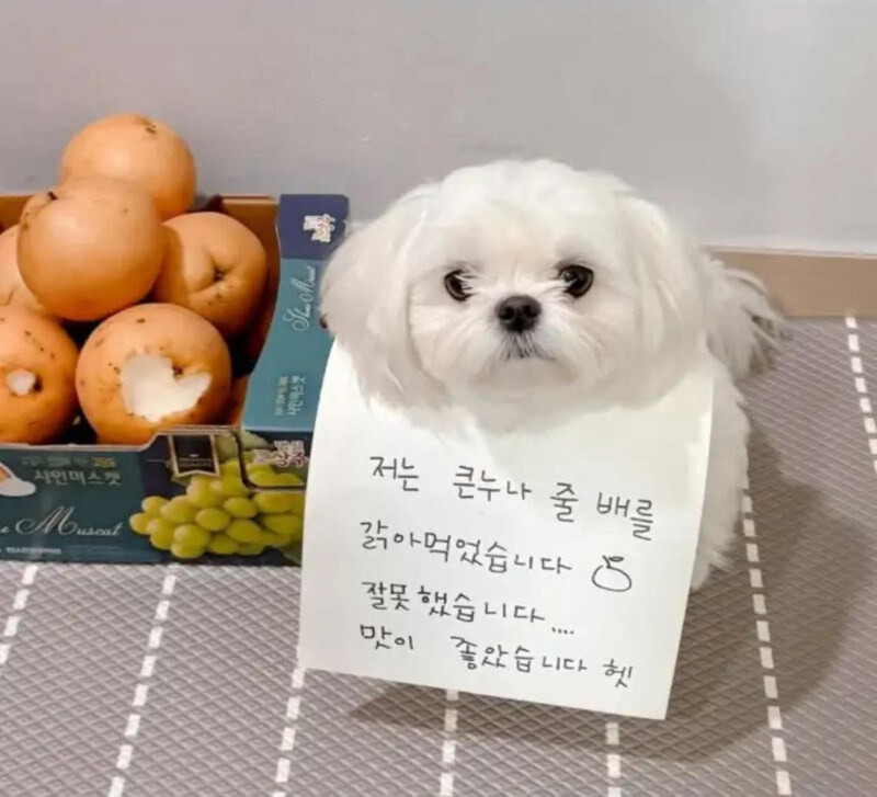 저는 큰누나의 배를 갉아먹었습니다1.jpg
