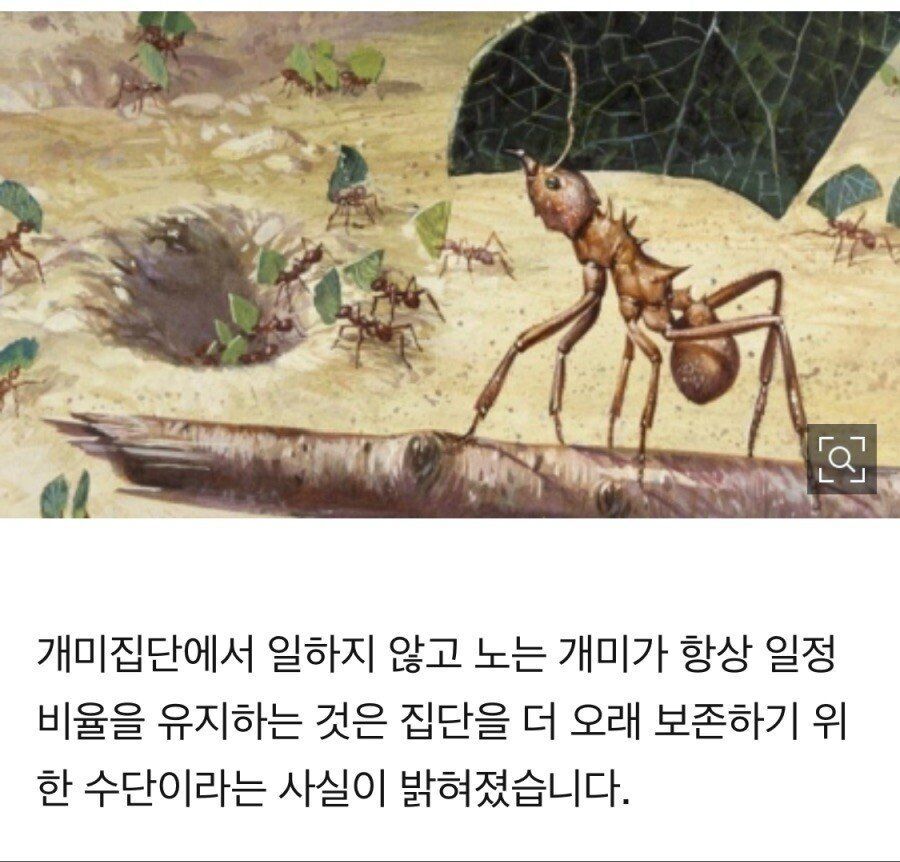 개미1.jpg