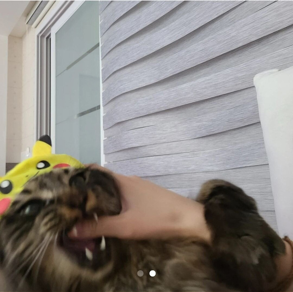 고양이 모자를 팔 수밖에 없는 이유2.jpg