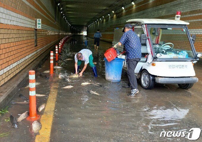 물고기 4.jpg