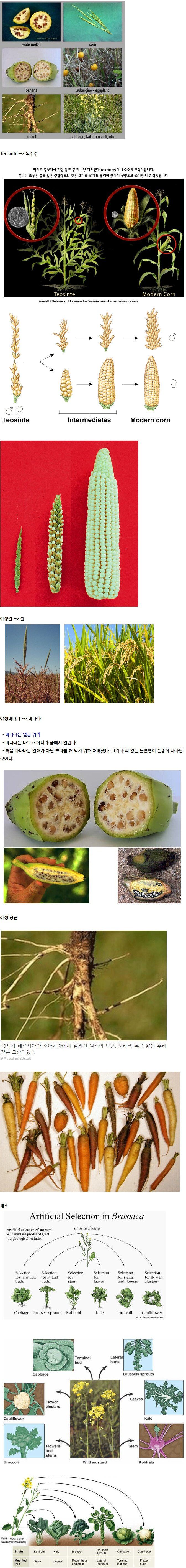 농산물 재래종 vs 육종.jpg
