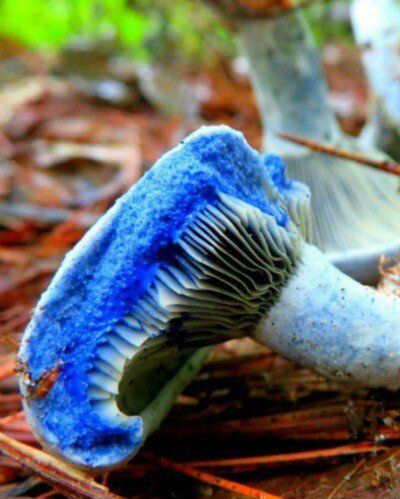 푸른우유버섯.jpg