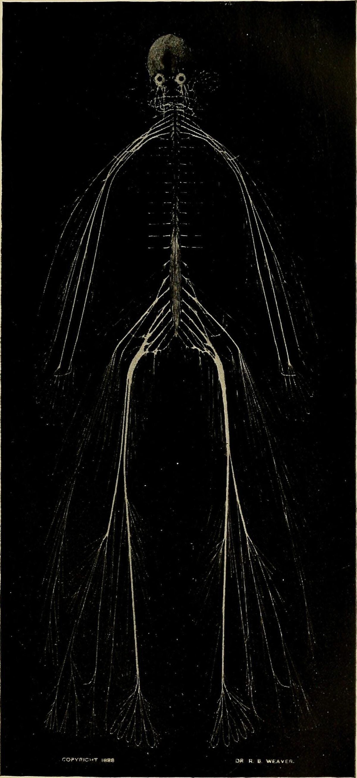 harriet-cole-nervous-system-2.jpg