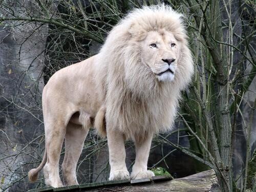 white-lion.jpg