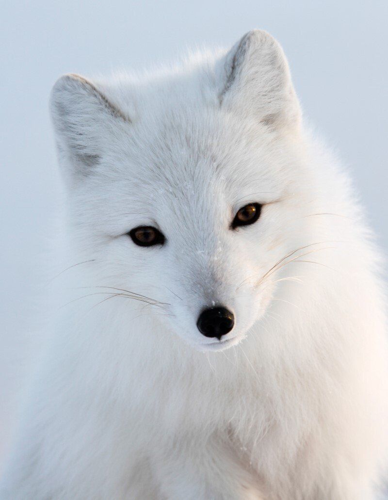 Arctic_Fox2.jpg